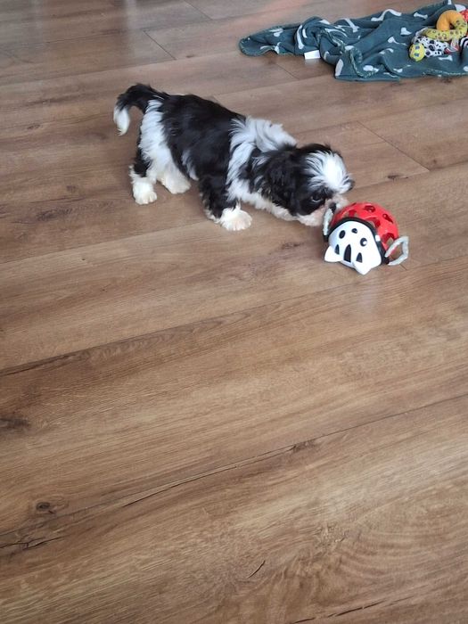 Piesek z rodowodem ZHPR plus wyprawka