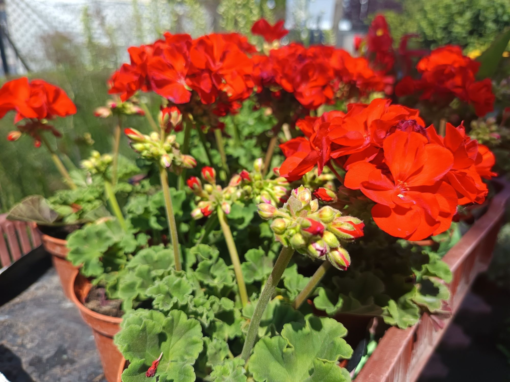 Pelargonia na balkon i do ogrodu