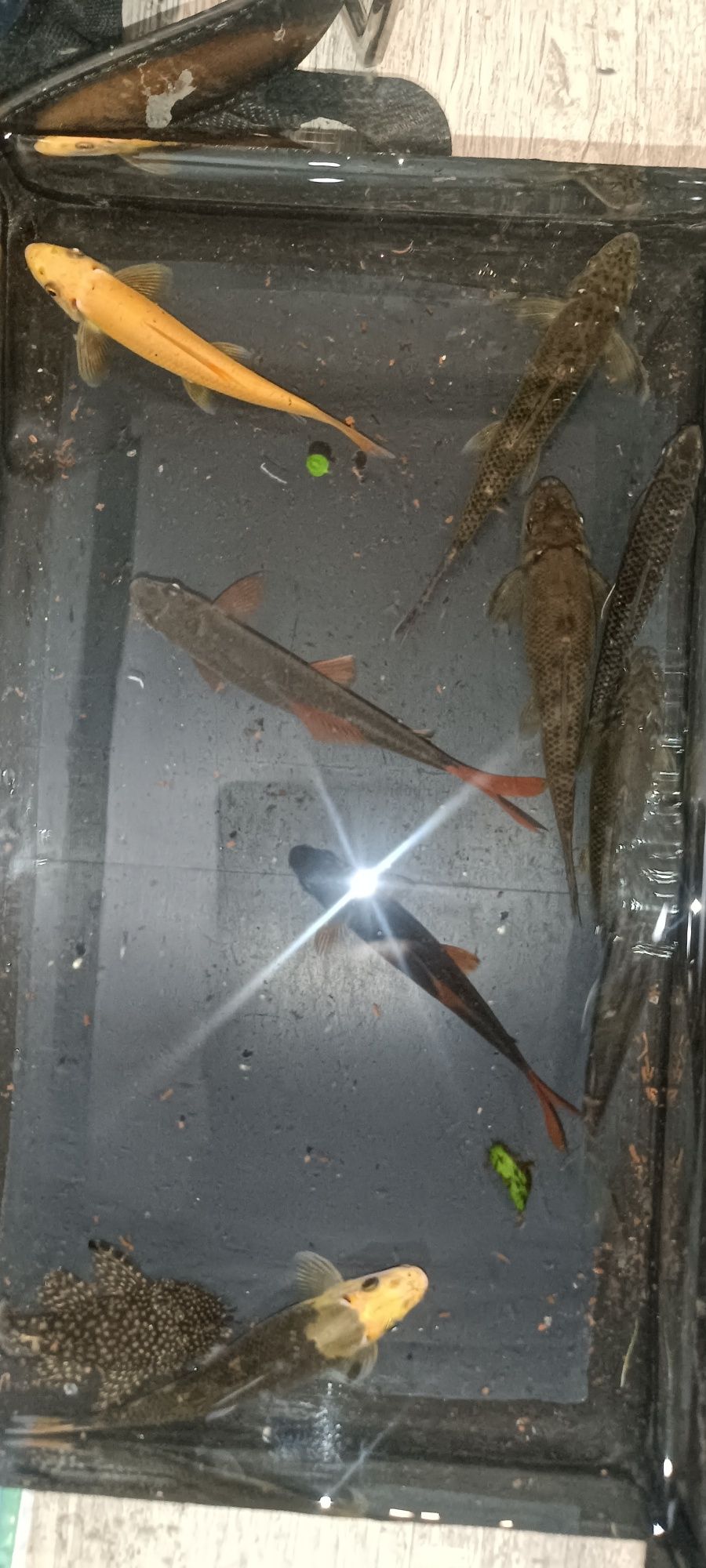 Troco lote de peixes por platys,ou gupys