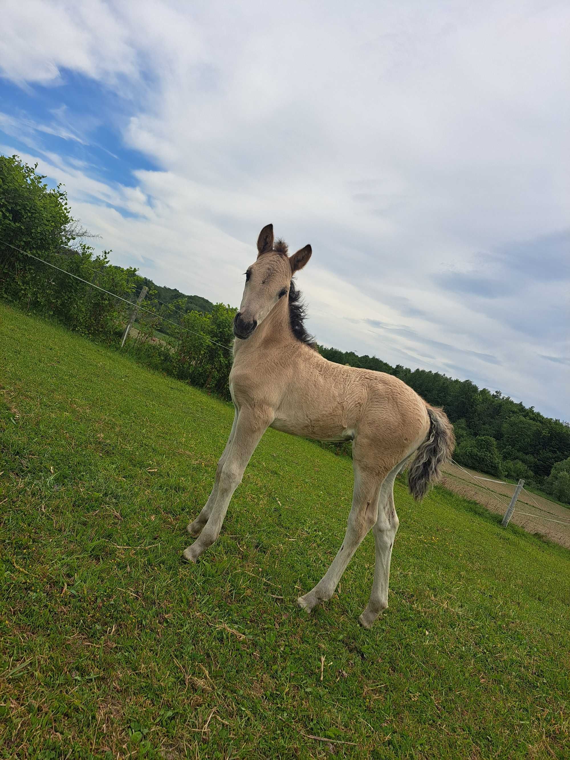 Koń Konik polski ogierek