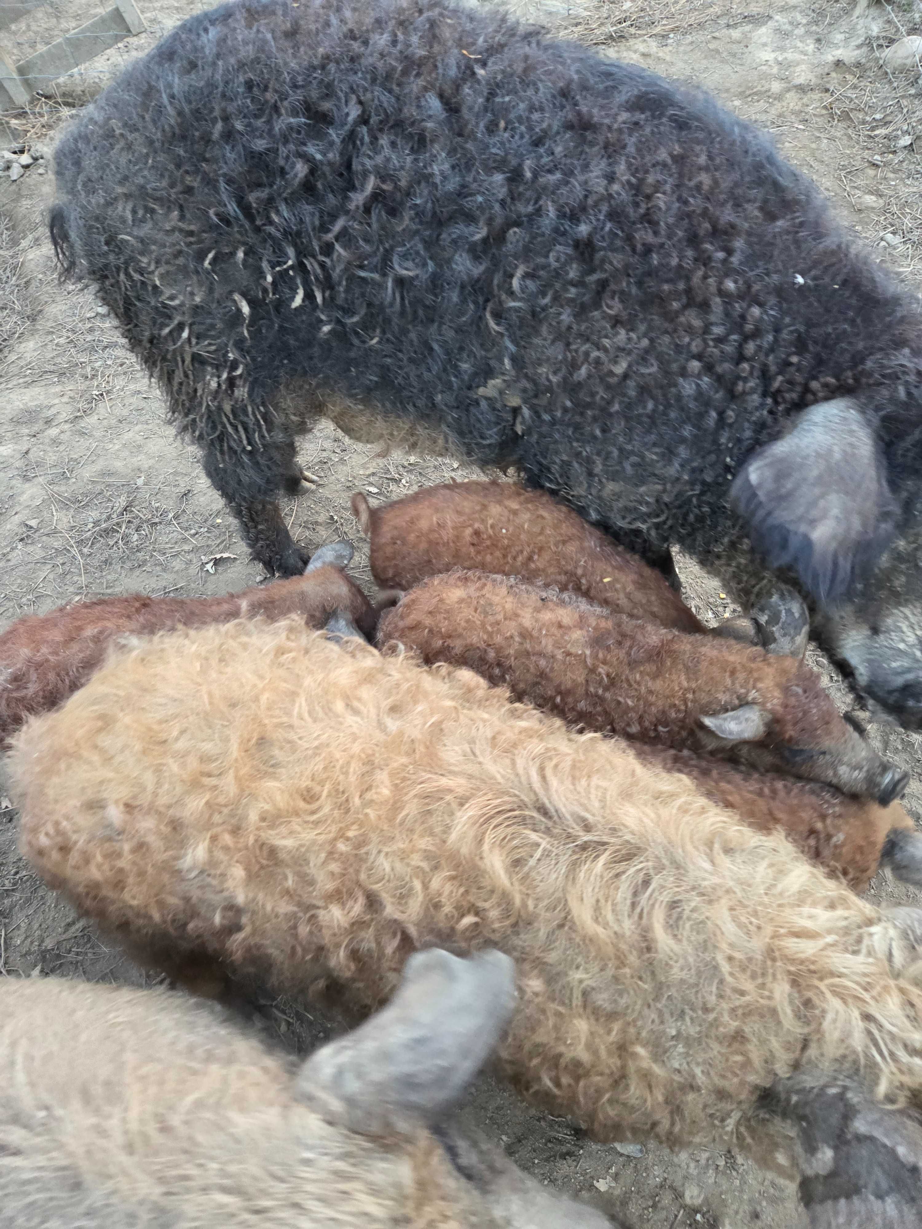 Porco ovelha (Mangalitsa)