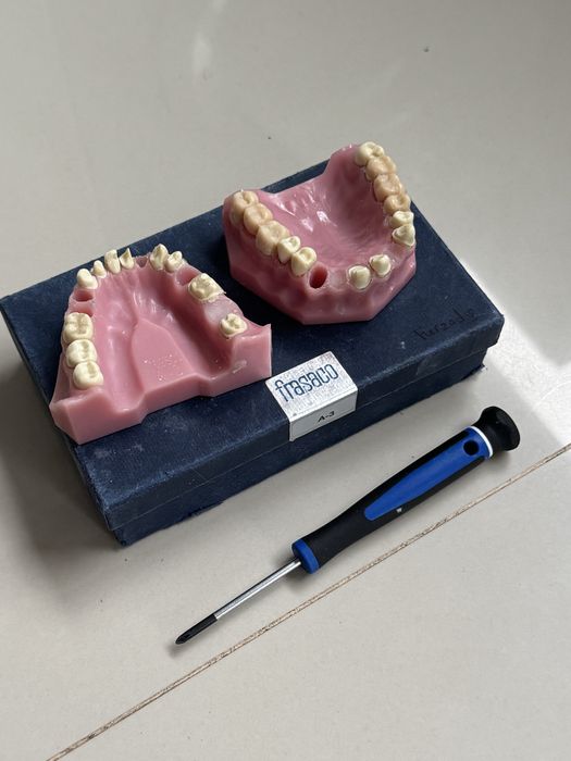 Dental Model Set – Frasaco A3