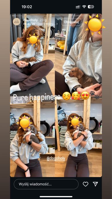 Szczeniak jamnik piebald/ nie merle