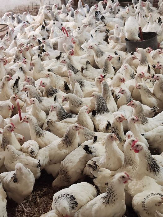 Kury nioski młode z wolnego wybiegu z pierwszym jajkiem! Zapraszam !