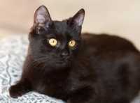 Бася, 1,5 года, кошечка, красивая черная кошка