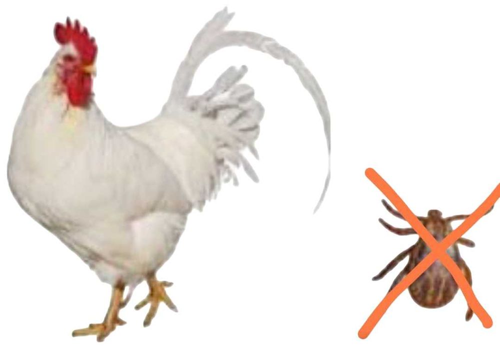 Засіб проти кліщів,  бліх у птахів Свіжий Курник, пилова ванна