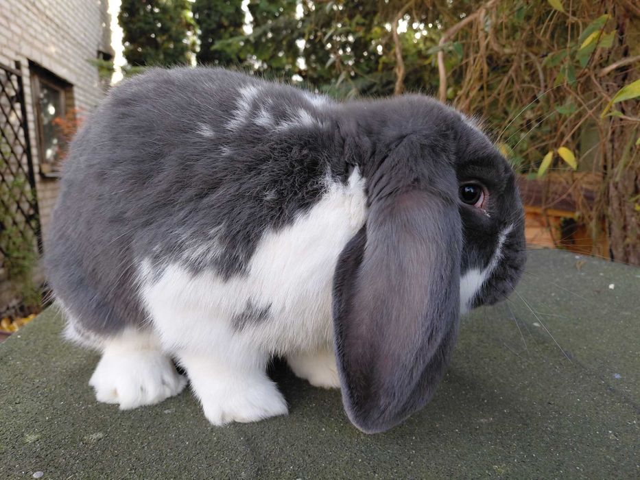 Baran francuski - młody samiec