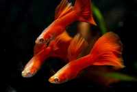 GB Gupik RED Albino - dowóz ryb!