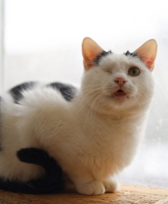 Красивый кот Нильс, пушистый котик, 1 год, котенок