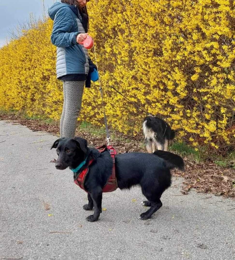 Aferka poleca się do adopcji