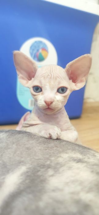 Котята канадского сфинкса