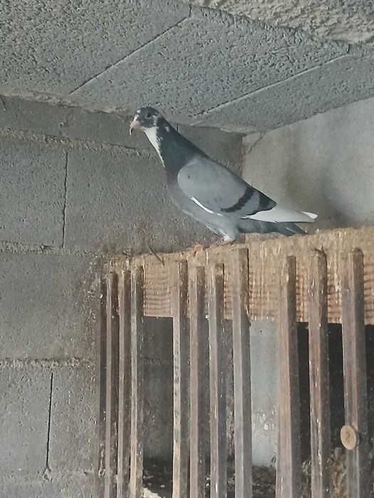 Pombos correios 2025