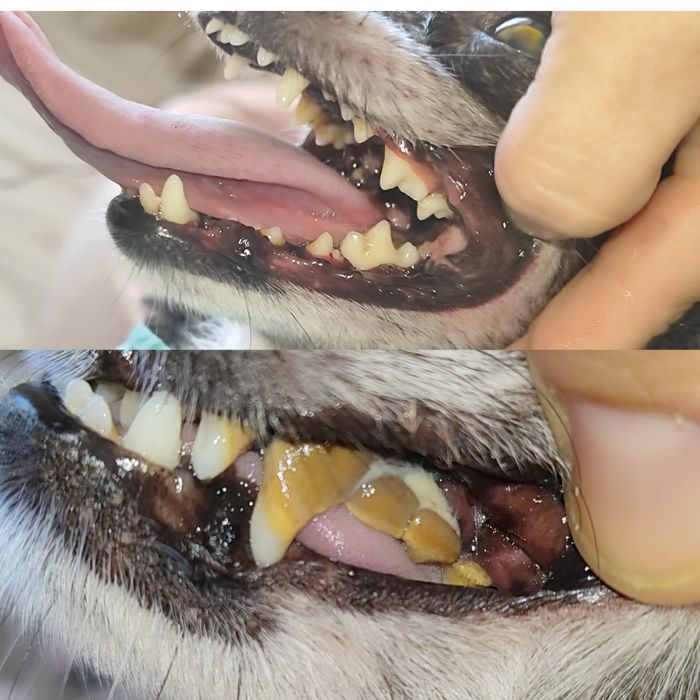 Ультразвуковая чистка зубов 650грн