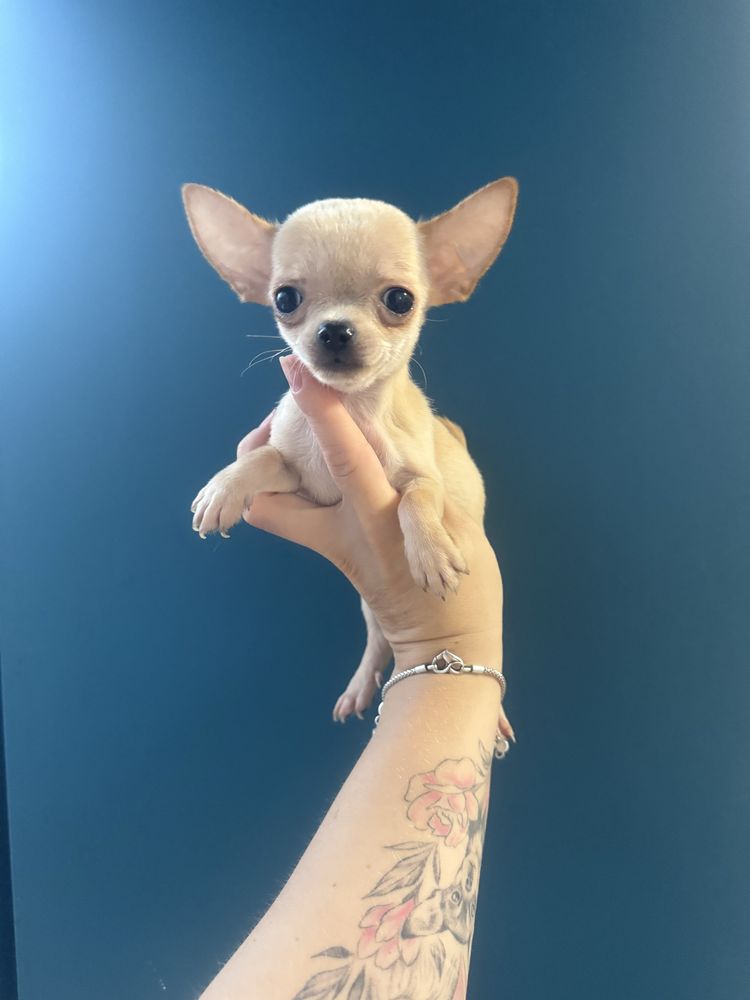 Mini chlopczyk chihuahua kremowy