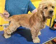 cocker spaniel amerykański