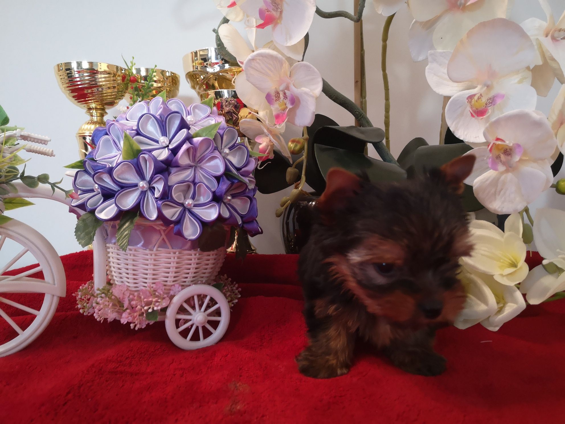 Yorkshire terrier piesek z rodowodem