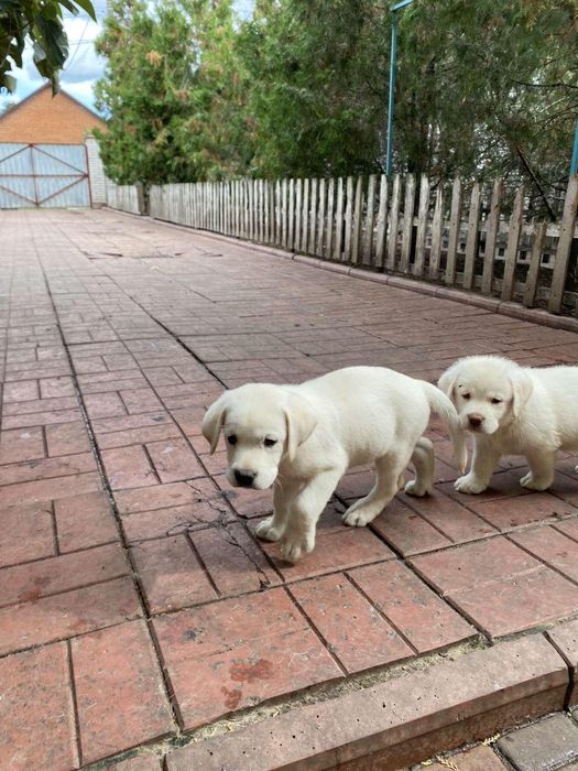Вязка.Лабрадор 3 года с документами.
