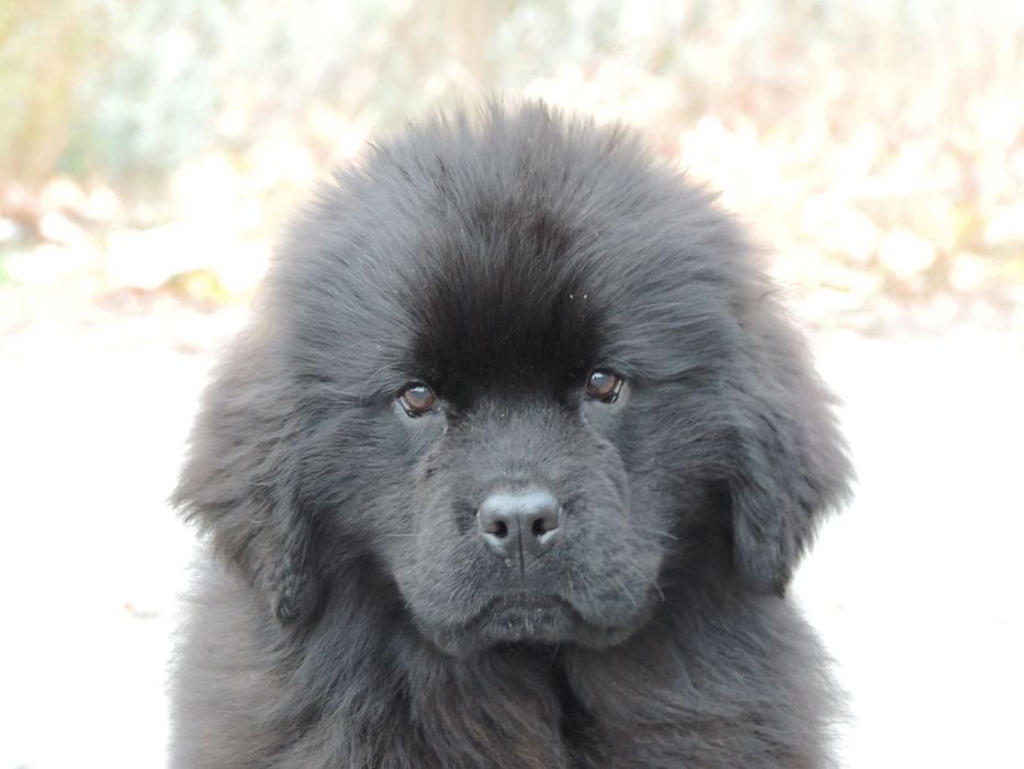 Щенки ньюфа ньюфаундленда ксу