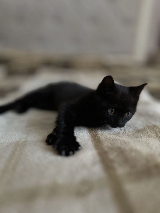 Маленьке диво шукає добрі руки! Бескоштовно.