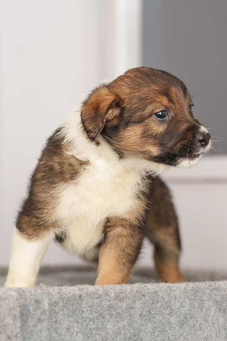 szczeniaki szuka domu schronisko Zgierz -aktualne