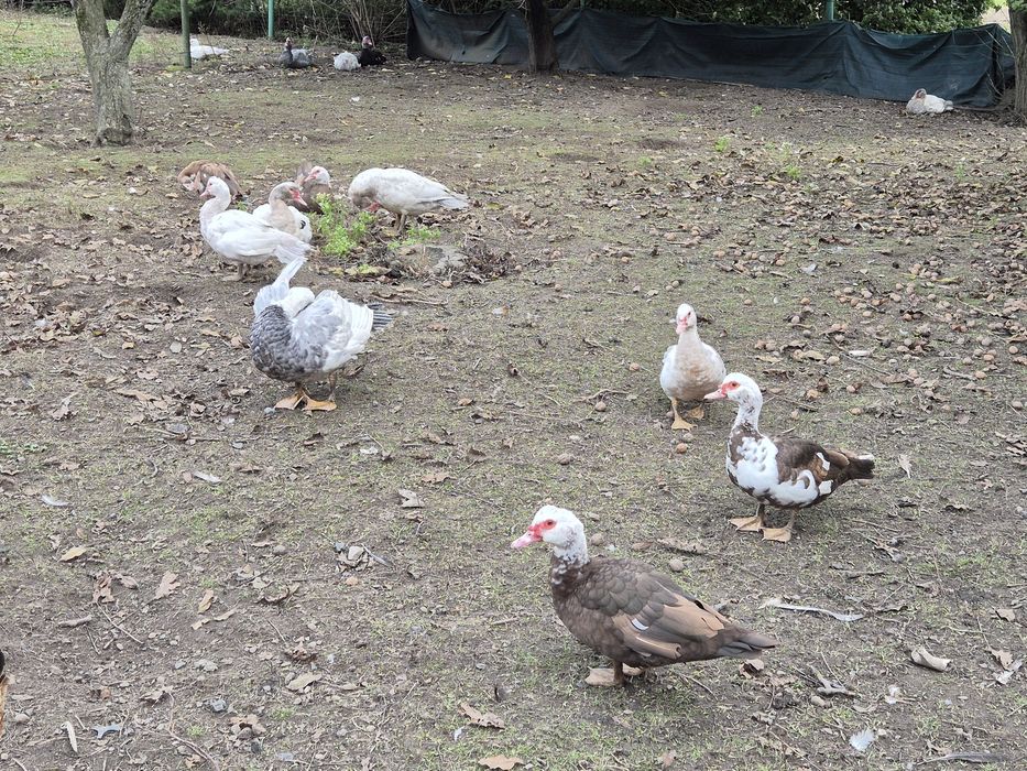 Kaczka, kaczor piżmowe