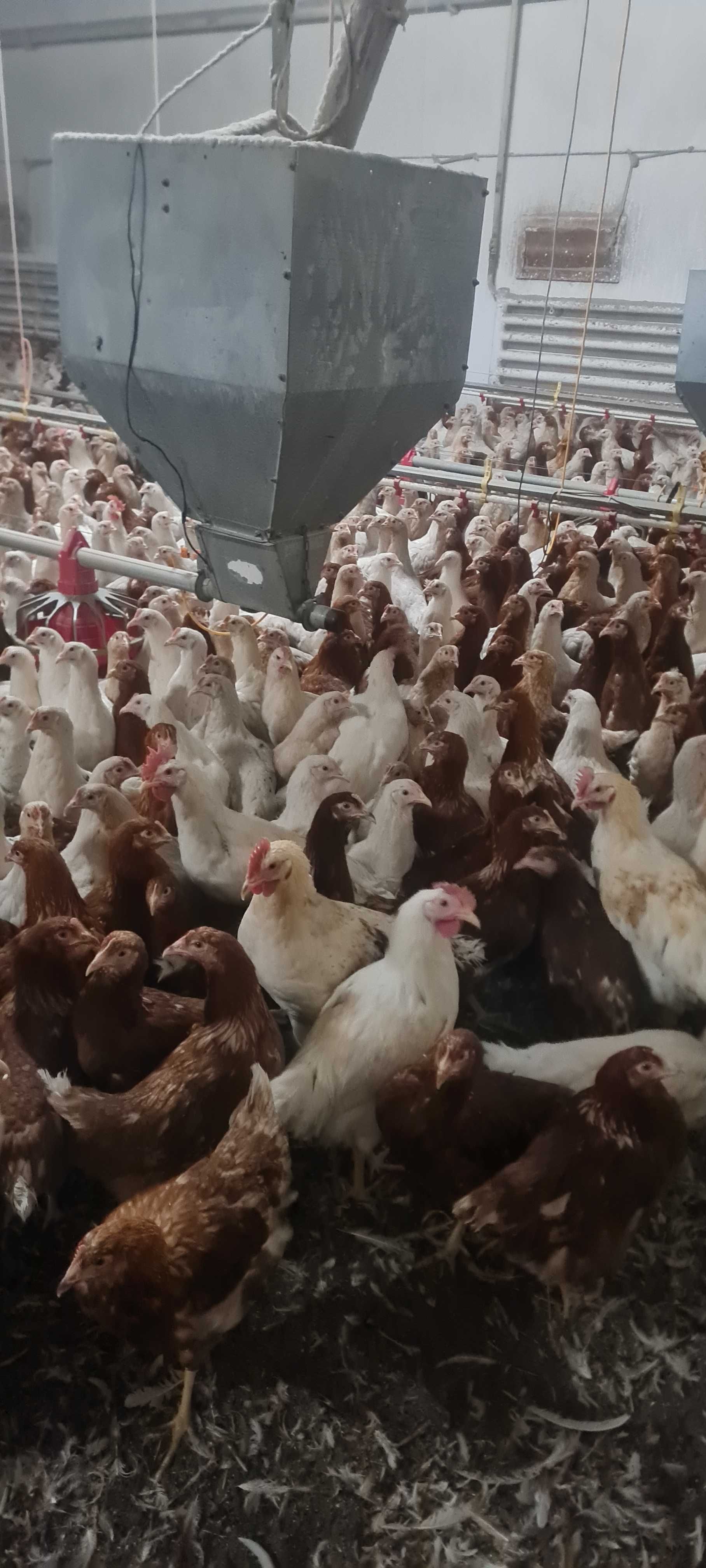 KURY Nioski z pierwszym jajkiem z własnego odchowu ! Wszystkie RASY !