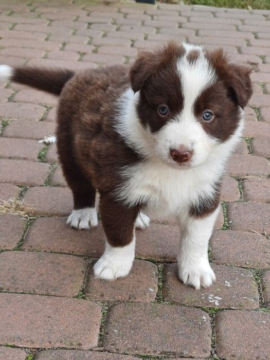 Border Collie piesek czekoladowo biały