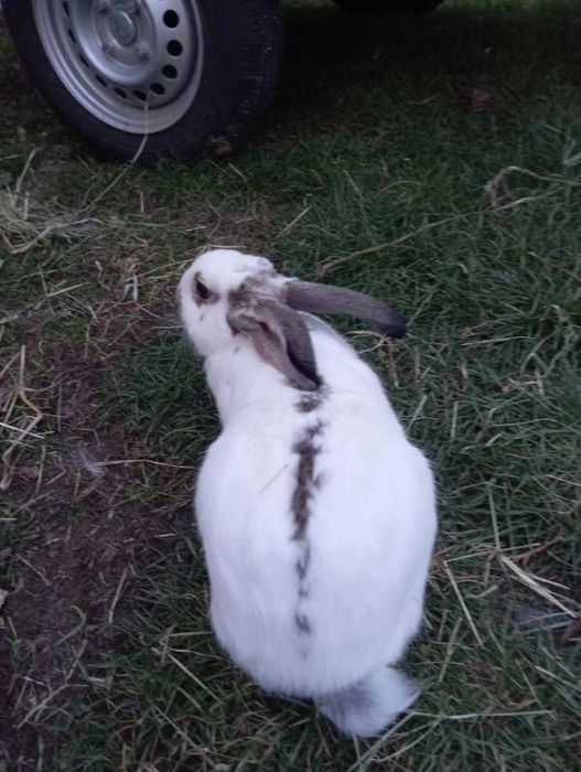 Sprzedam Młodą Samicę