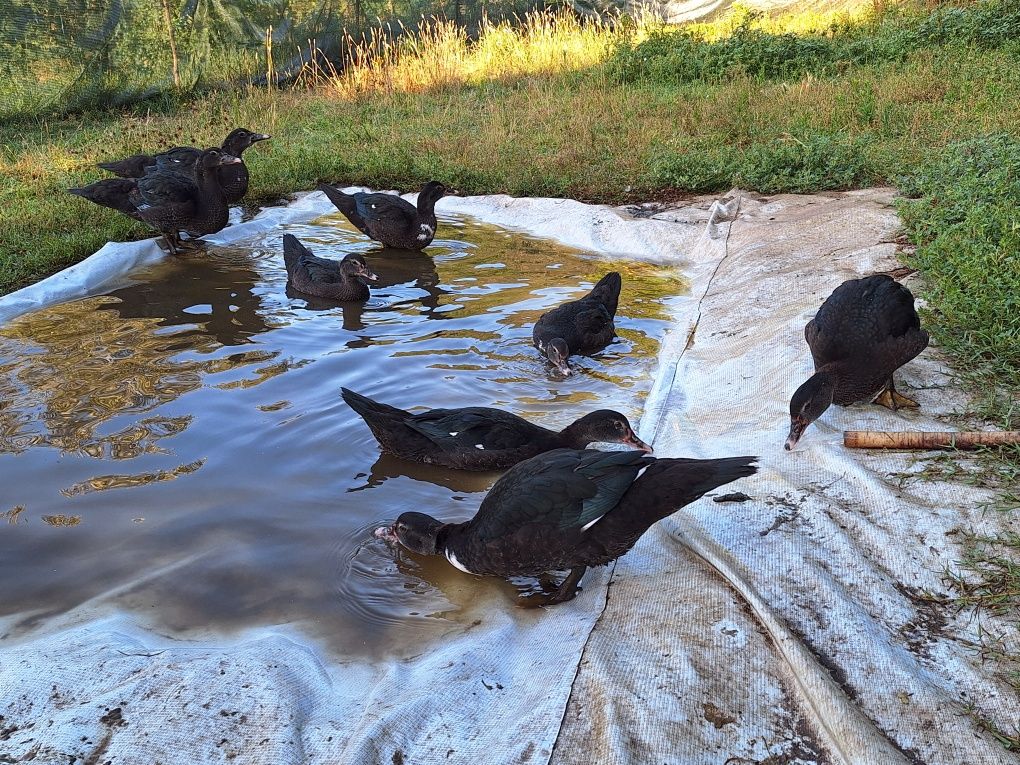 Patos mudos novos