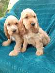 Cocker spaniel angielski