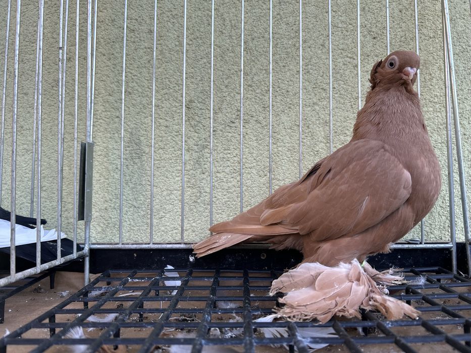 Gołębie ozdobne. Wywrotek mazurski samczyk 2025r