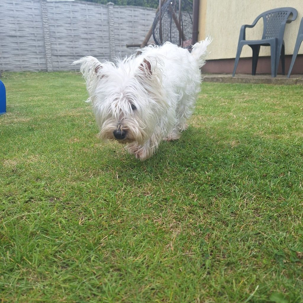 West highland teriier