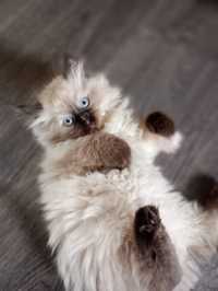 Cudowne kotki syberyjskie