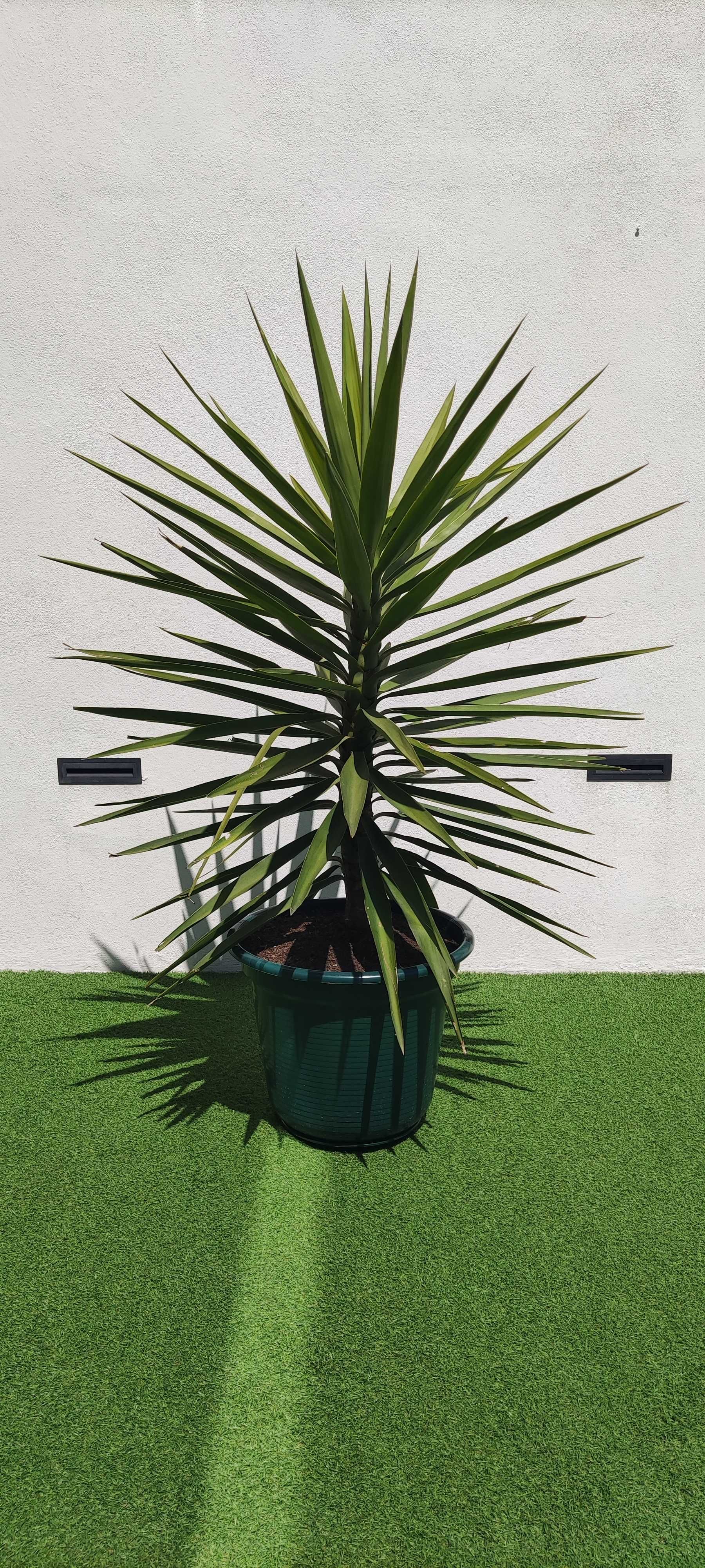 Planta Yucca  1,75 cms  altura oferta do vaso
