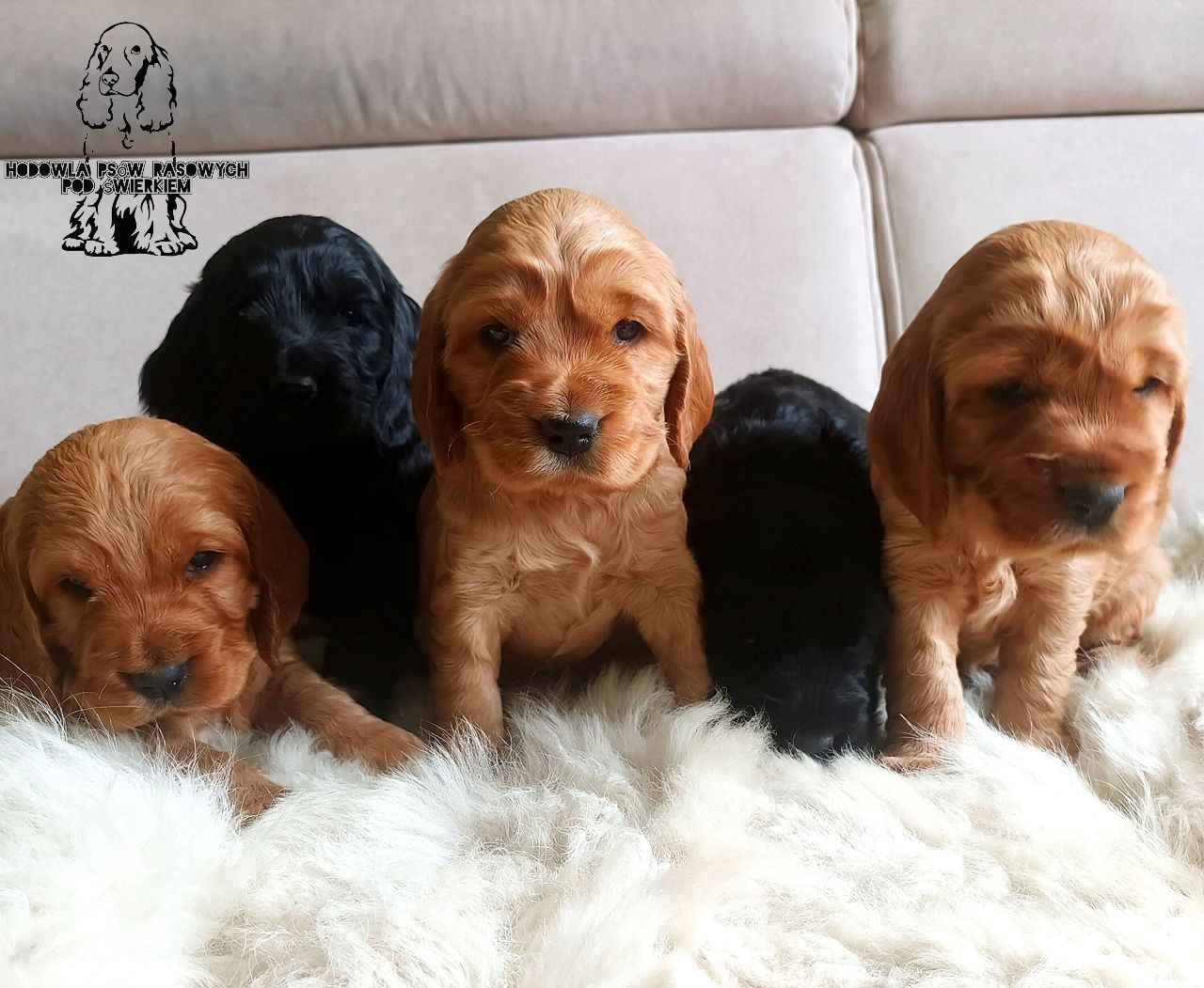 Śliczny cocker spaniel