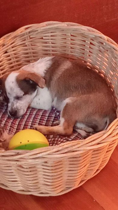 Pilne! dwa piękne szczeniaki uratowane od rozmnażacza do adopcji Konin