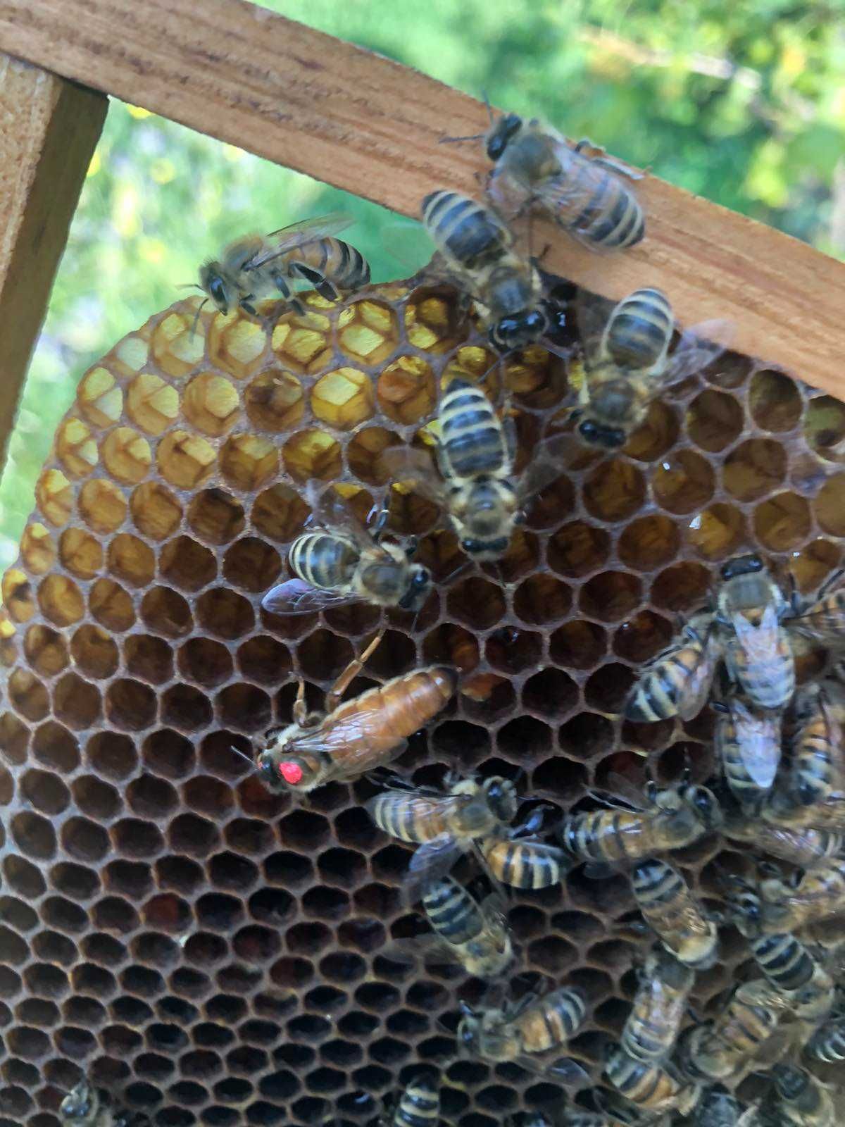 Пасіка, бджолосім'ї, бджолопакети породи Карніка або Бакфаст.