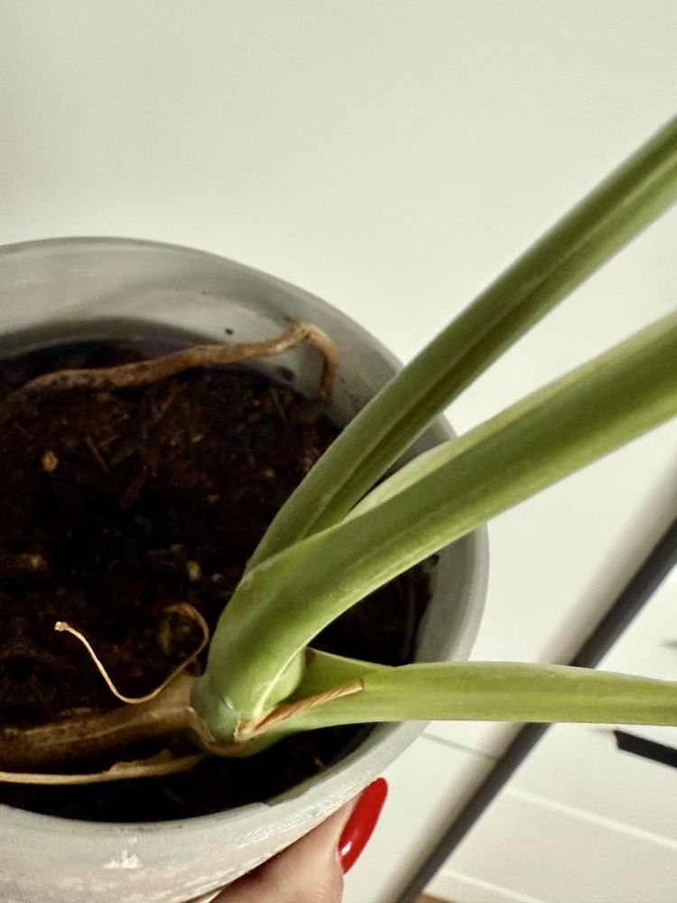 Monstera Thai z bielą