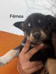 Filhote de husky com golden