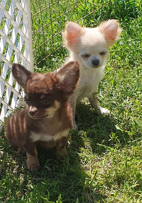 Чихуахуа шоколадно подпалые длинношерстные