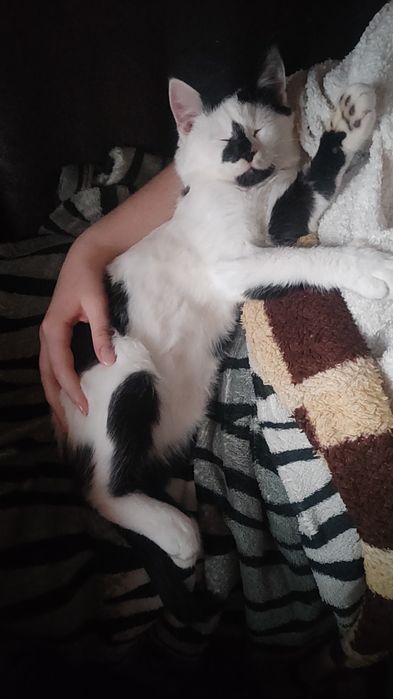 Милый котик ищет дом