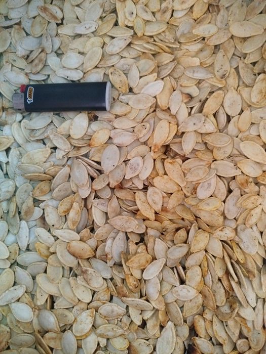 Дзернята гарбузові