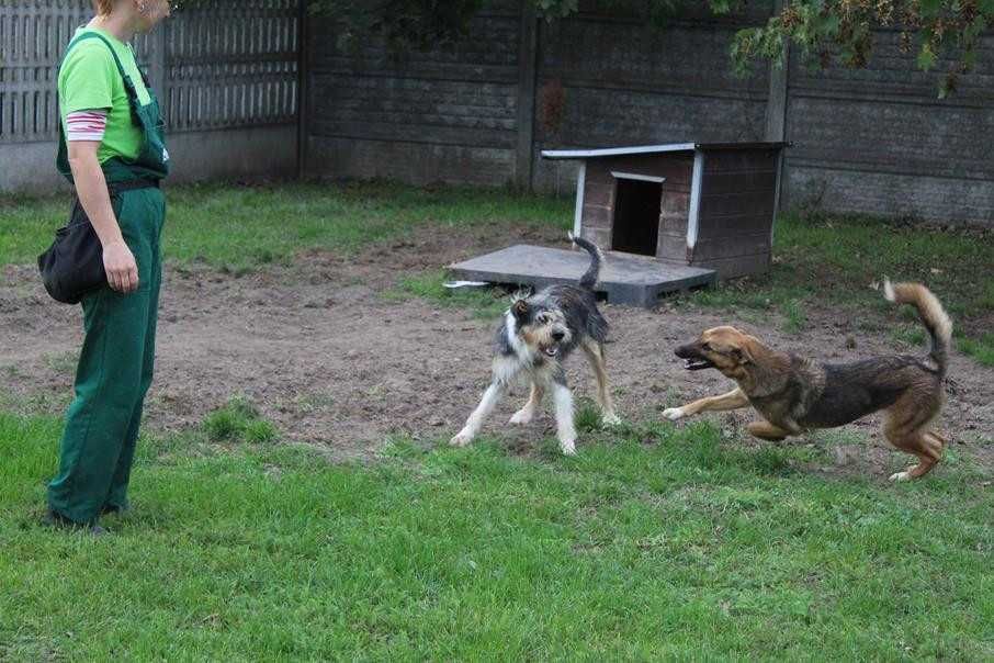 Alfik młody, przyjazny pies w schronisku bez wolontariatu