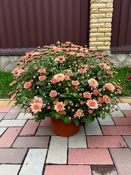Хризантема мультифлора