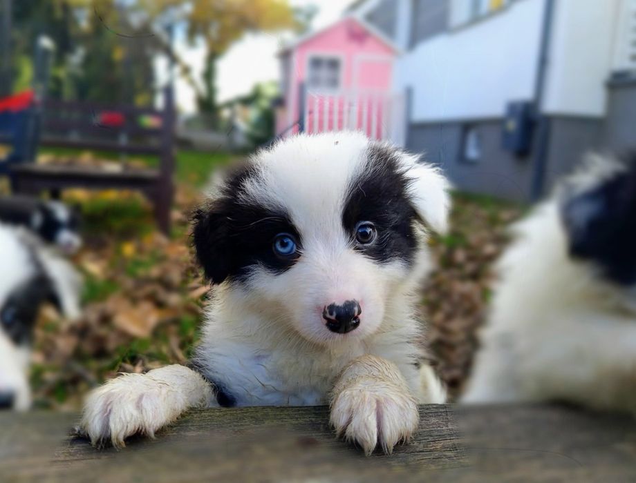Border Collie piesek Pirat niebieskie oko