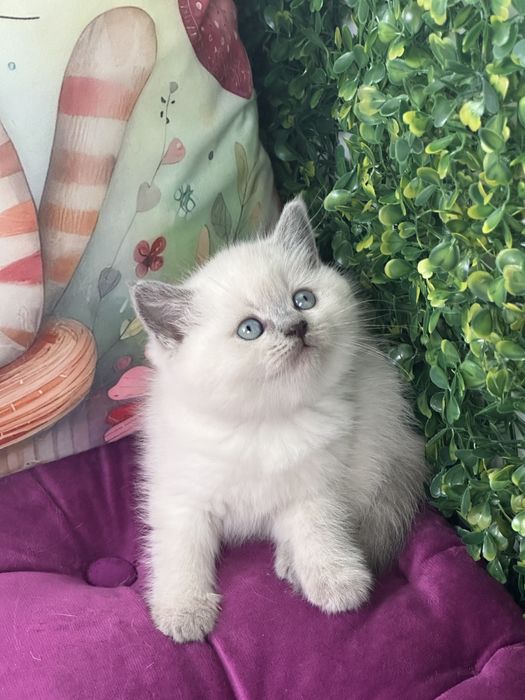 Gatinho Scottish Straight shorthair blue point
