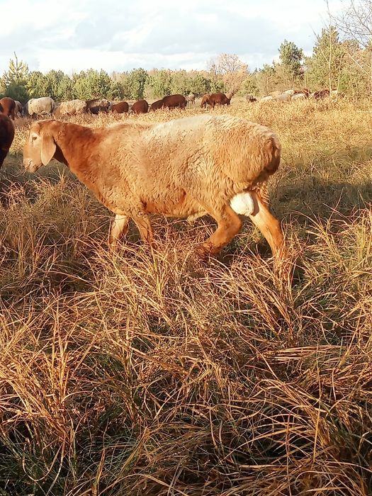 Продам баранів гиссар кросс допер  романівськіх