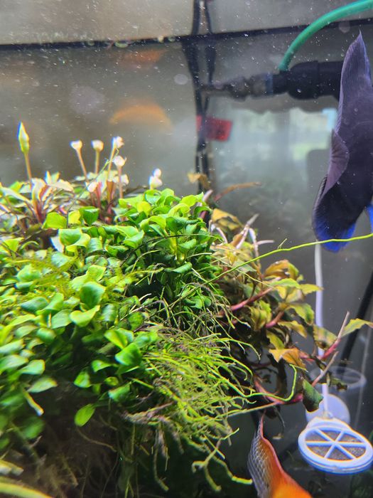 Rośliny akwariowe z przycinki