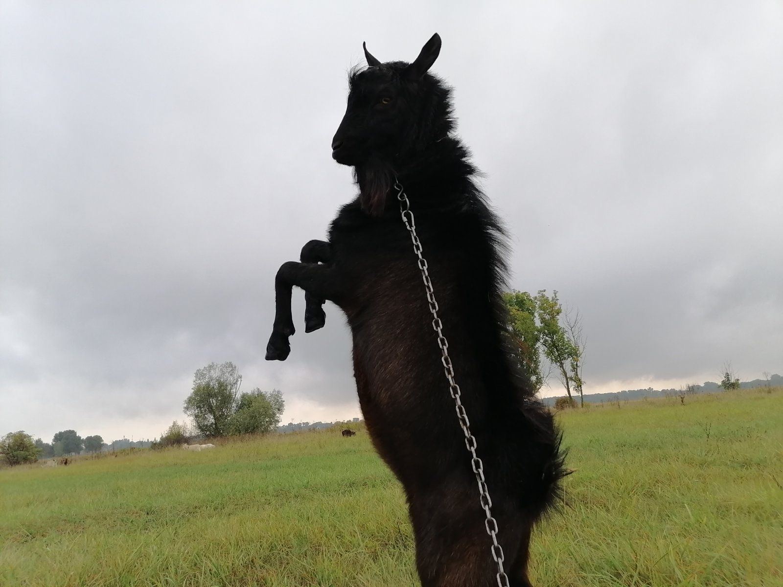 цап, козел, продаж цапа, вязка, паровка