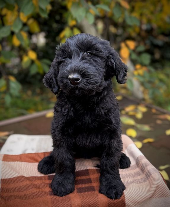 Цуценята різеншнауцера